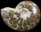 Cleoniceras Ammonite Fossil - Madagascar #41653-1